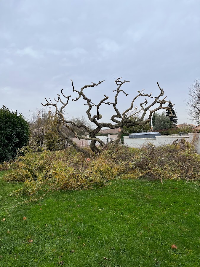 Clem'Atite — photo 6