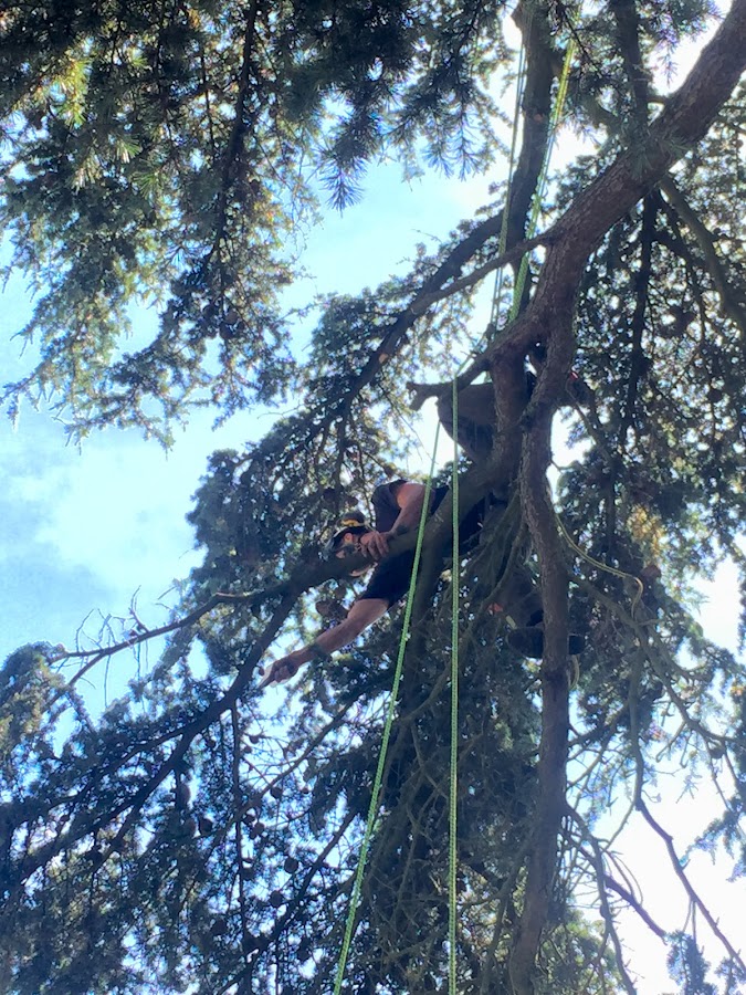 Au-delà Des Cimes — photo 3